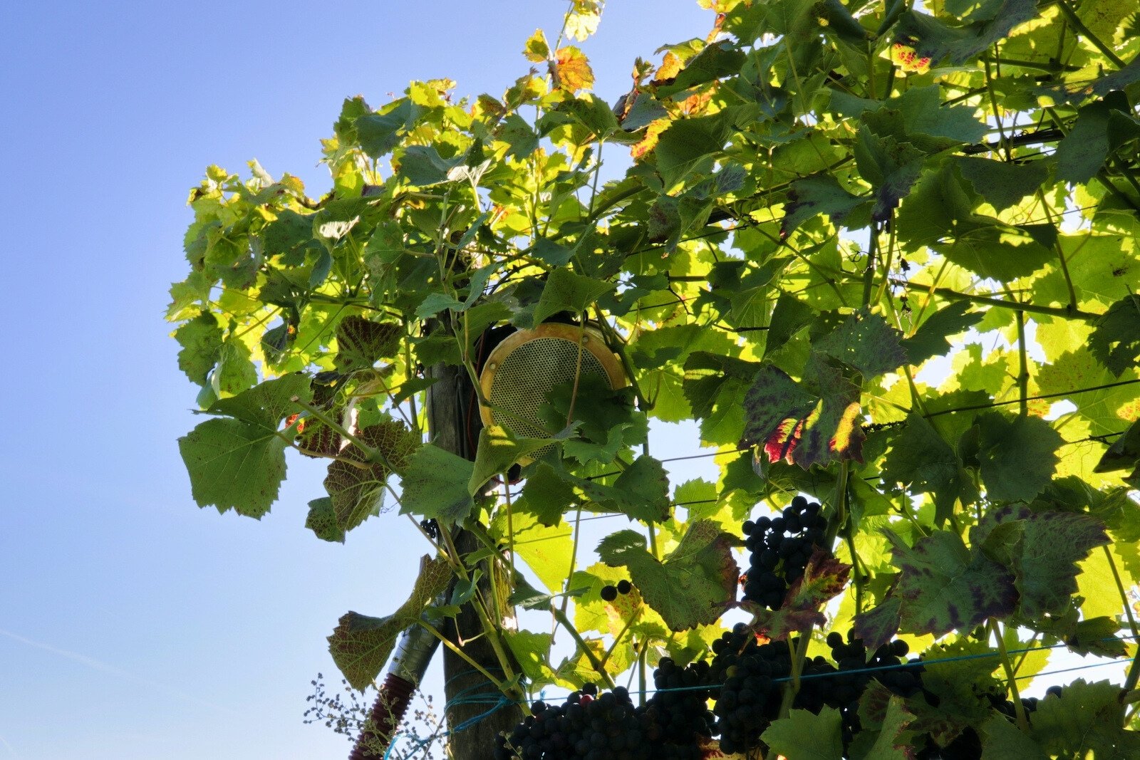 Well-hidden speakers play baroque music in the vineyards of Wijngoed De Reestlandhoeve