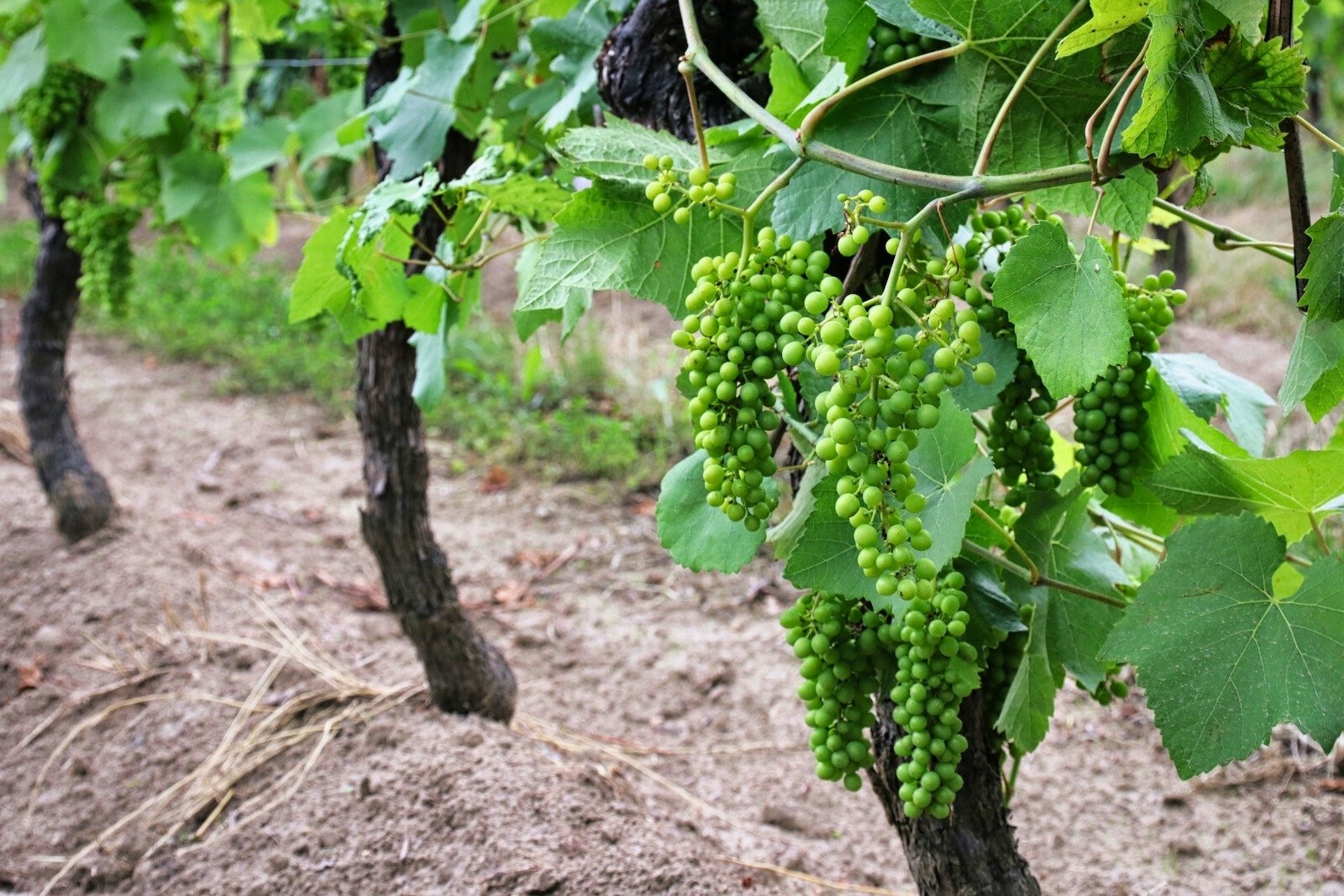 Vineyards of Wijngoed Thorn in Limburg