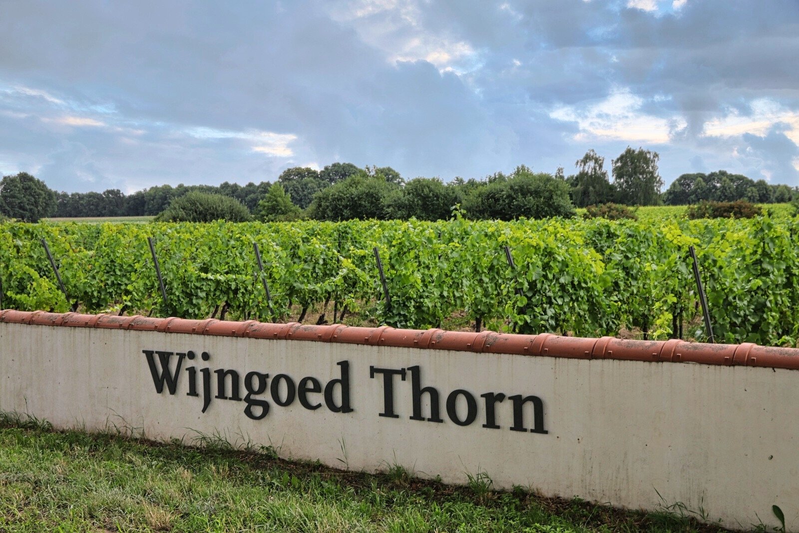 Vineyards Wijngoed Thorn in Limburg