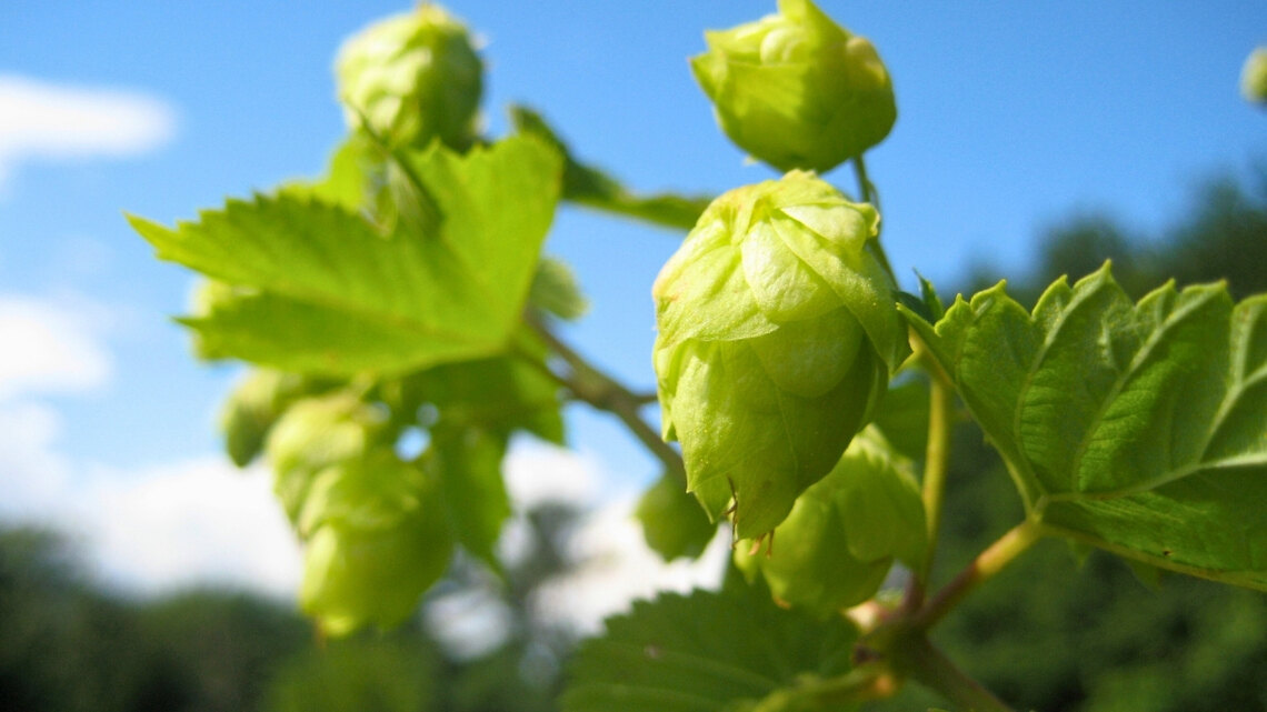 Bierkennis: Dry-hopped Lagers