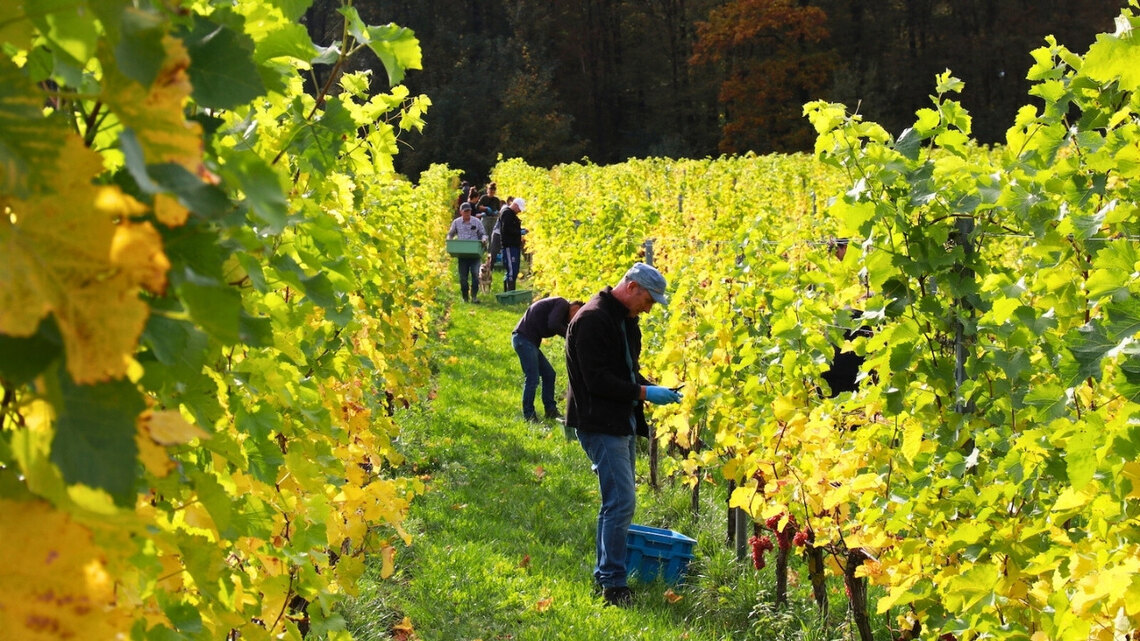 Netherlands: Wine harvest season in southern Limburg