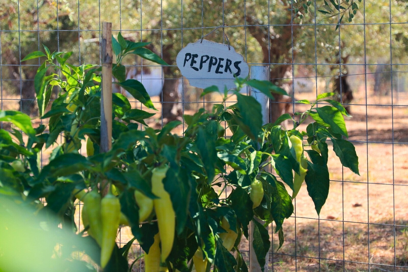 Vegetable garden at Agrikies Country Retreat