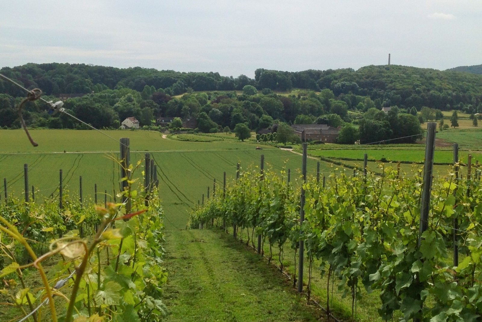 PDO Mergelland winery Apostelhoeve in Maastricht 