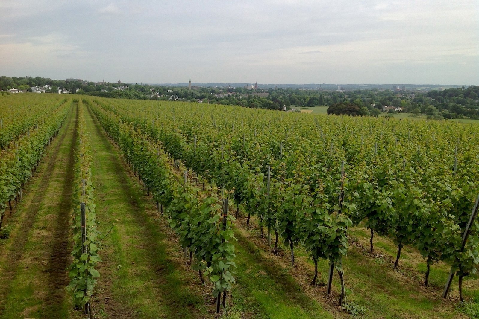 Vineyards of Apostelhoeve winery near Maastricht