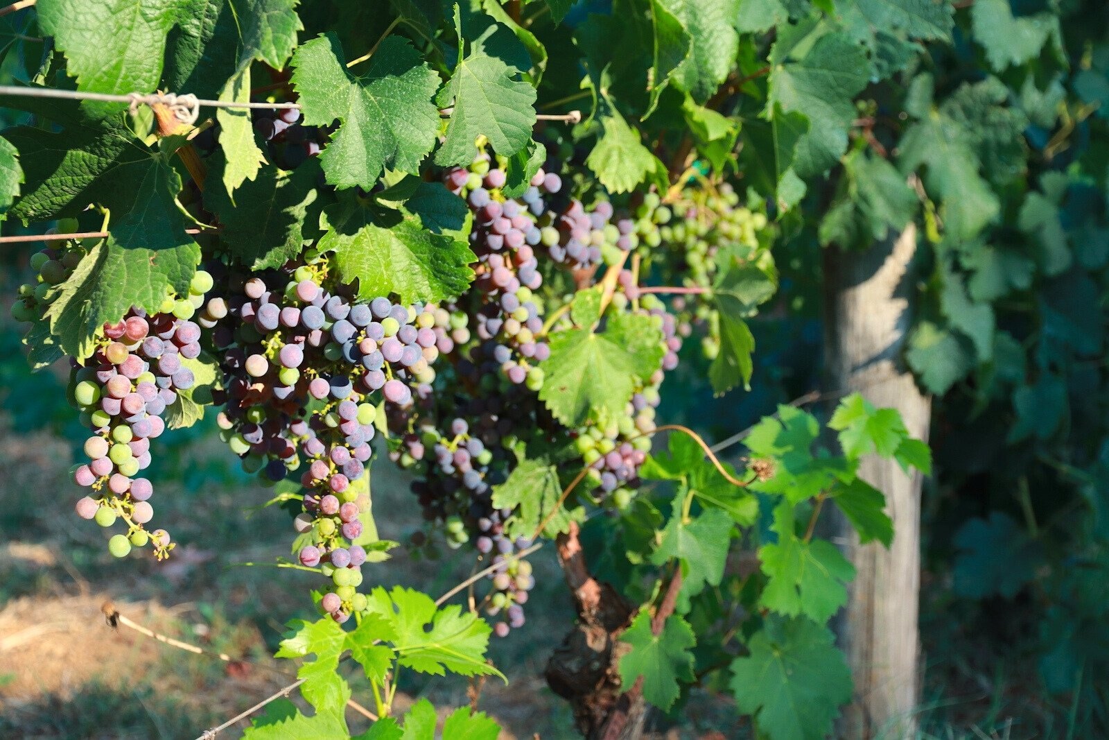 Cabernet Sauvignon grapes at Domaine Dereskos