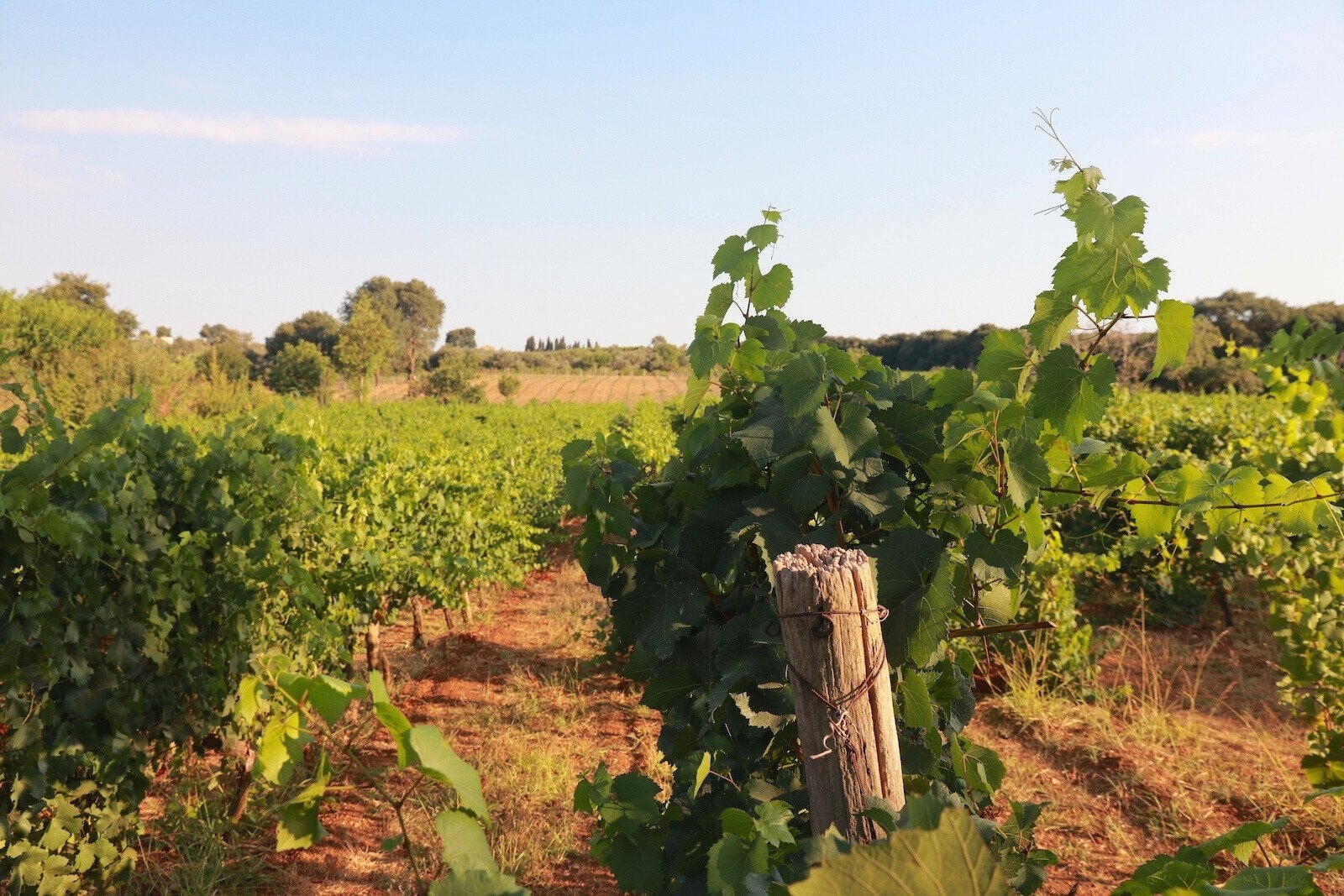 Vineyards of Greek winery Domaine Dereskos in Gargaliani