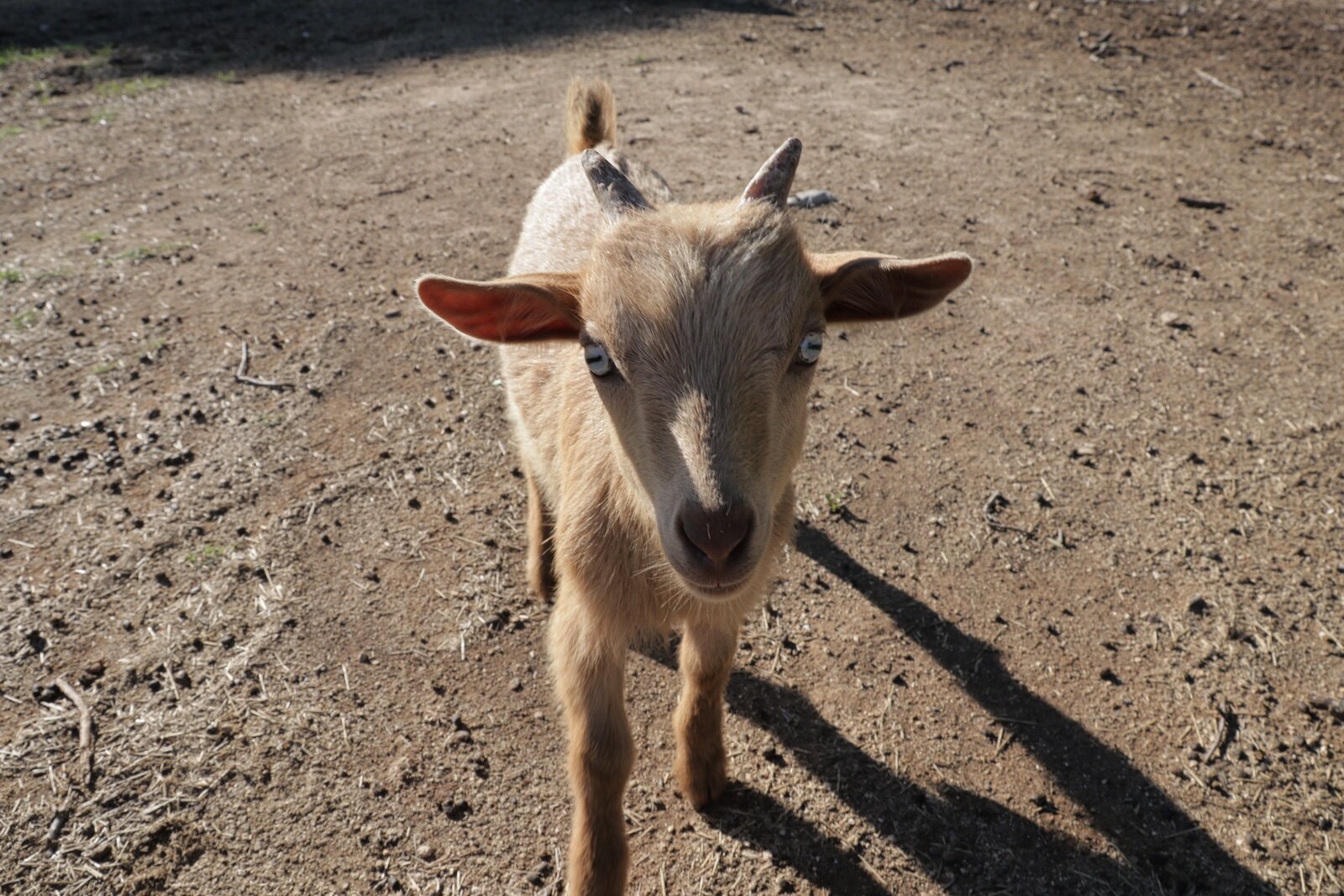 Goat at Jester King farm