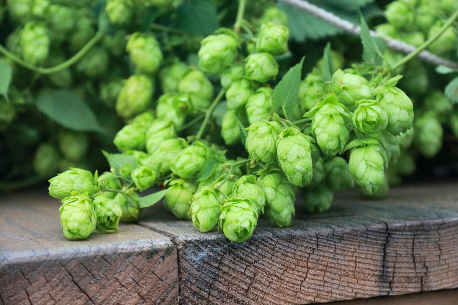 Hop variety