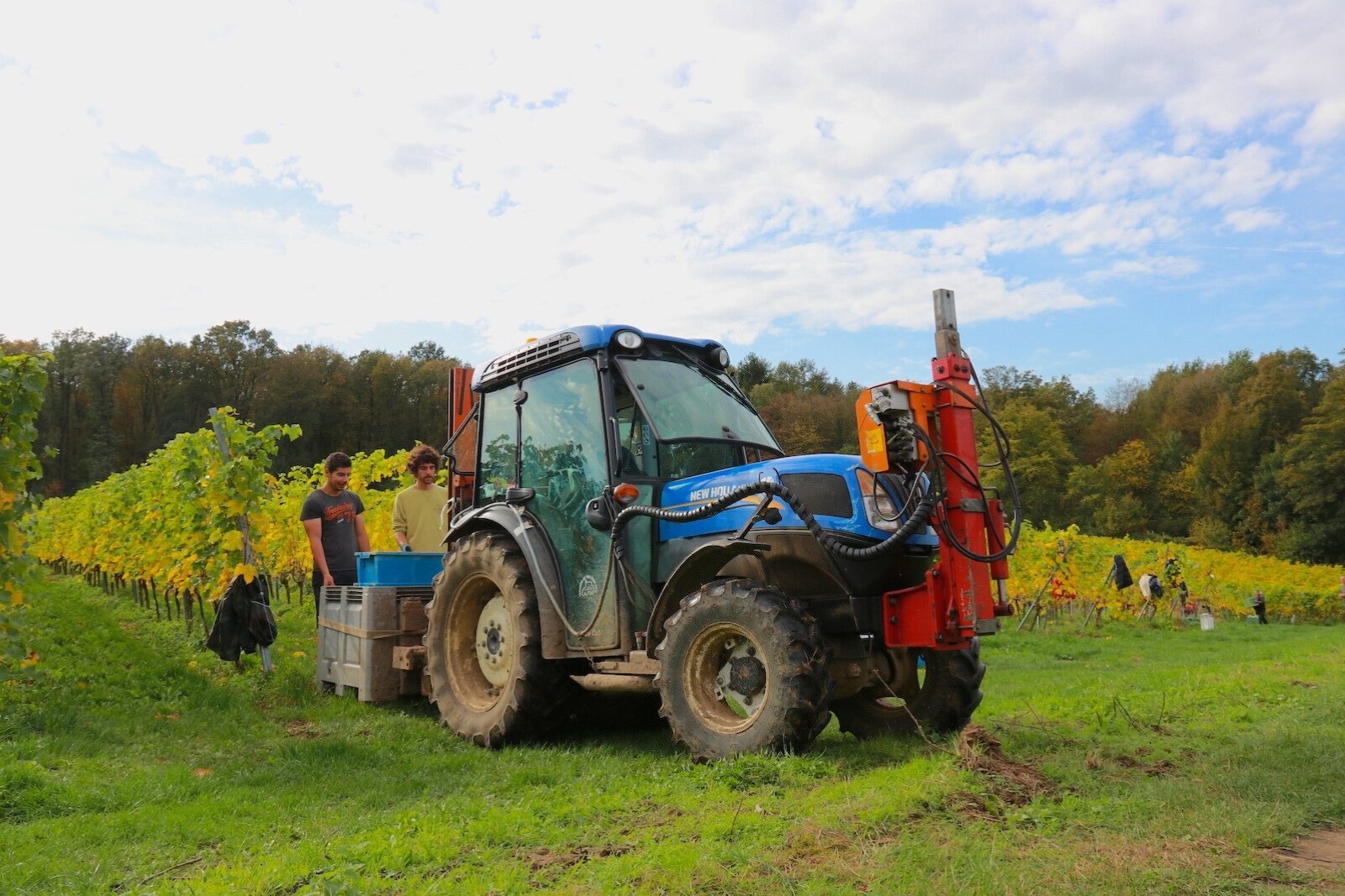 Last day of harvest at Wijngaard St. Martinus in Limburg