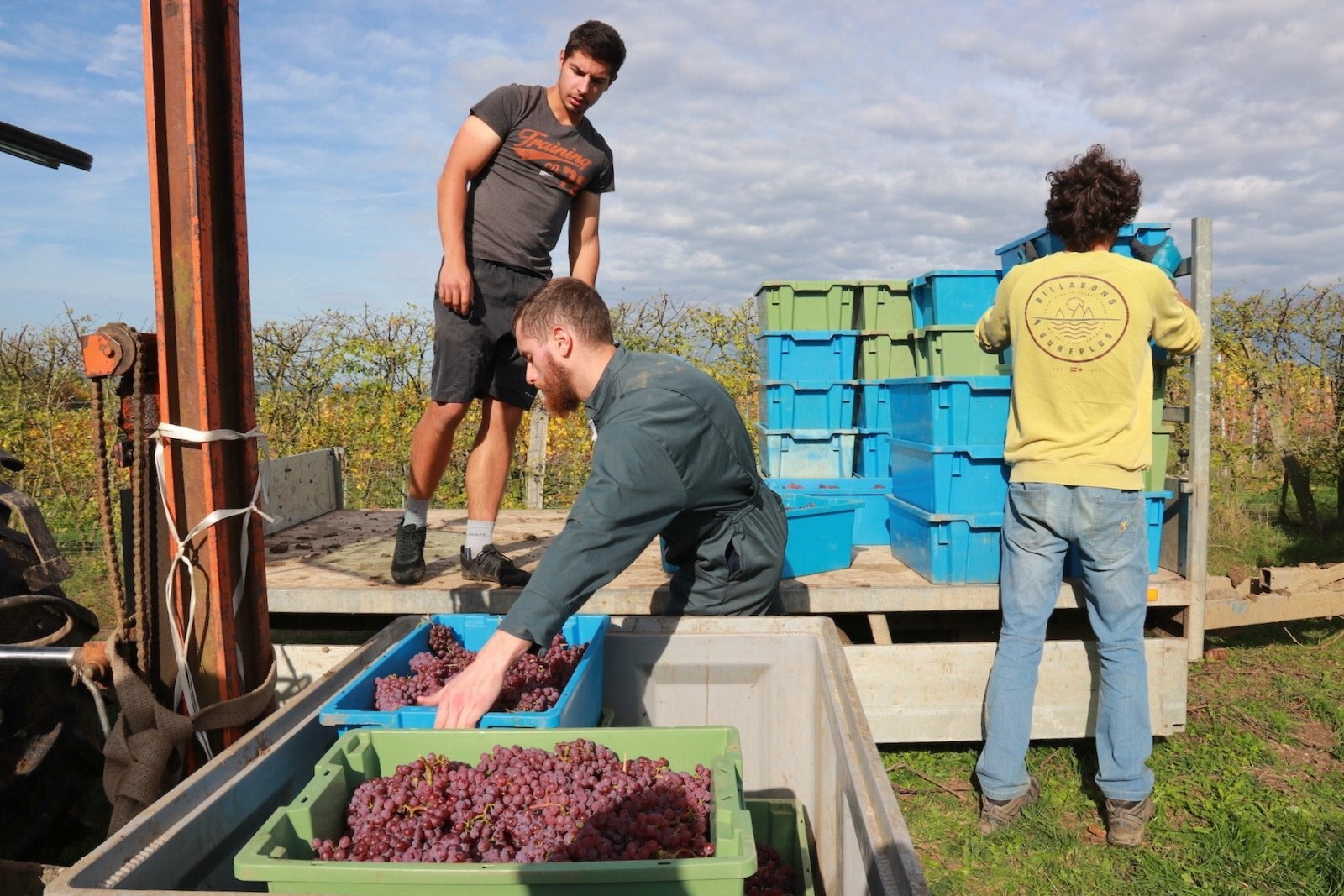 Collecting the grapes in the Limburg vineyards of Wijngaard St. Martinus