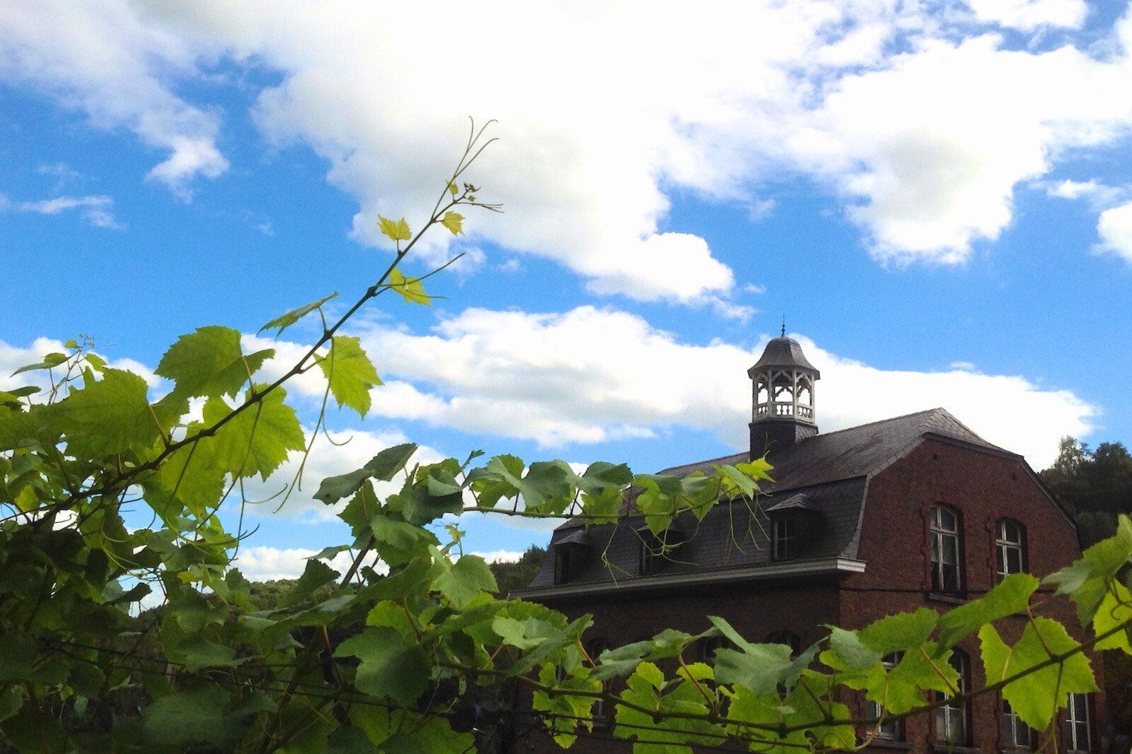 Vines in one the vineyards of Belgian winery Château Bon Baron