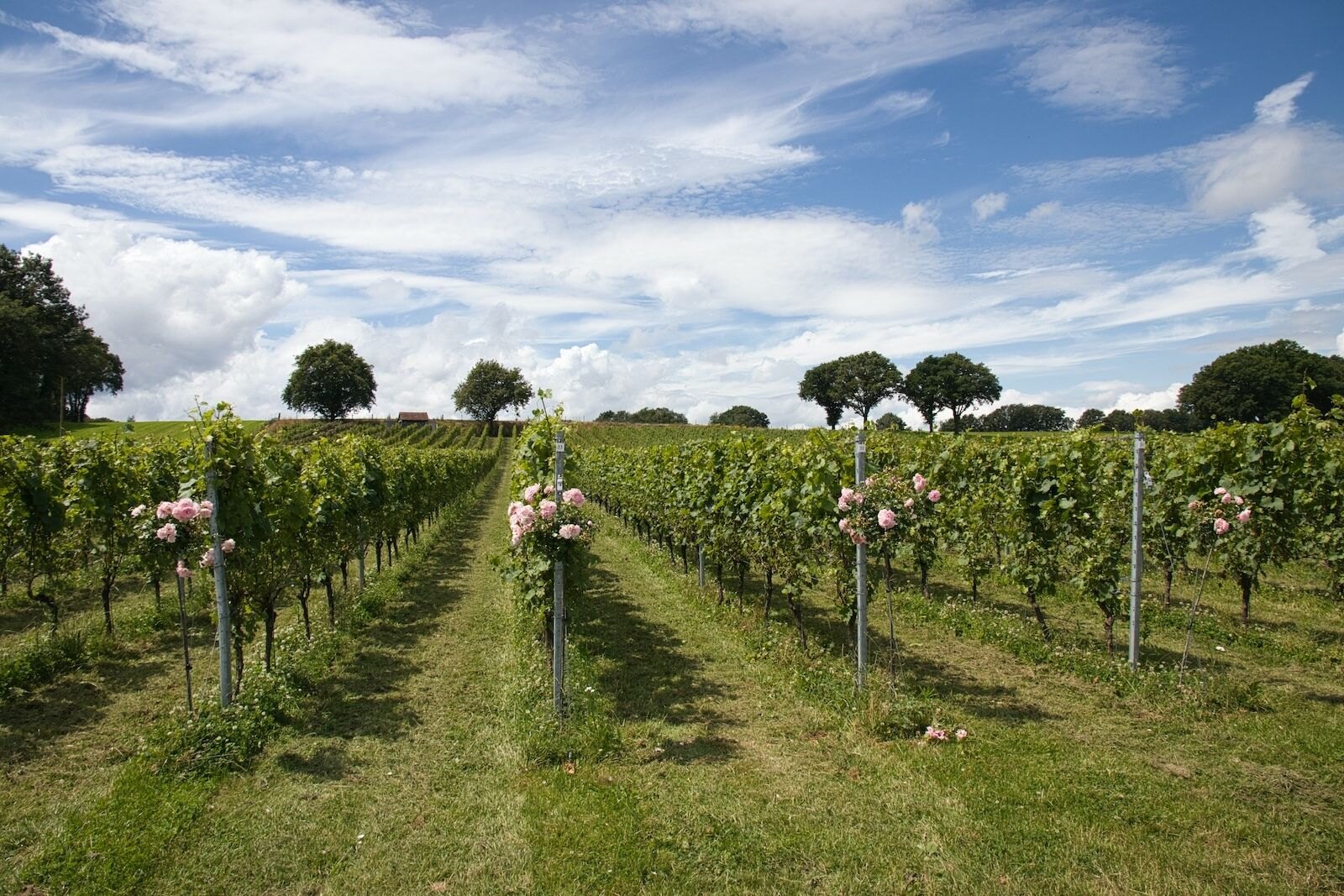 Vineyards of Belgian wine estate De Steinberg in Bree