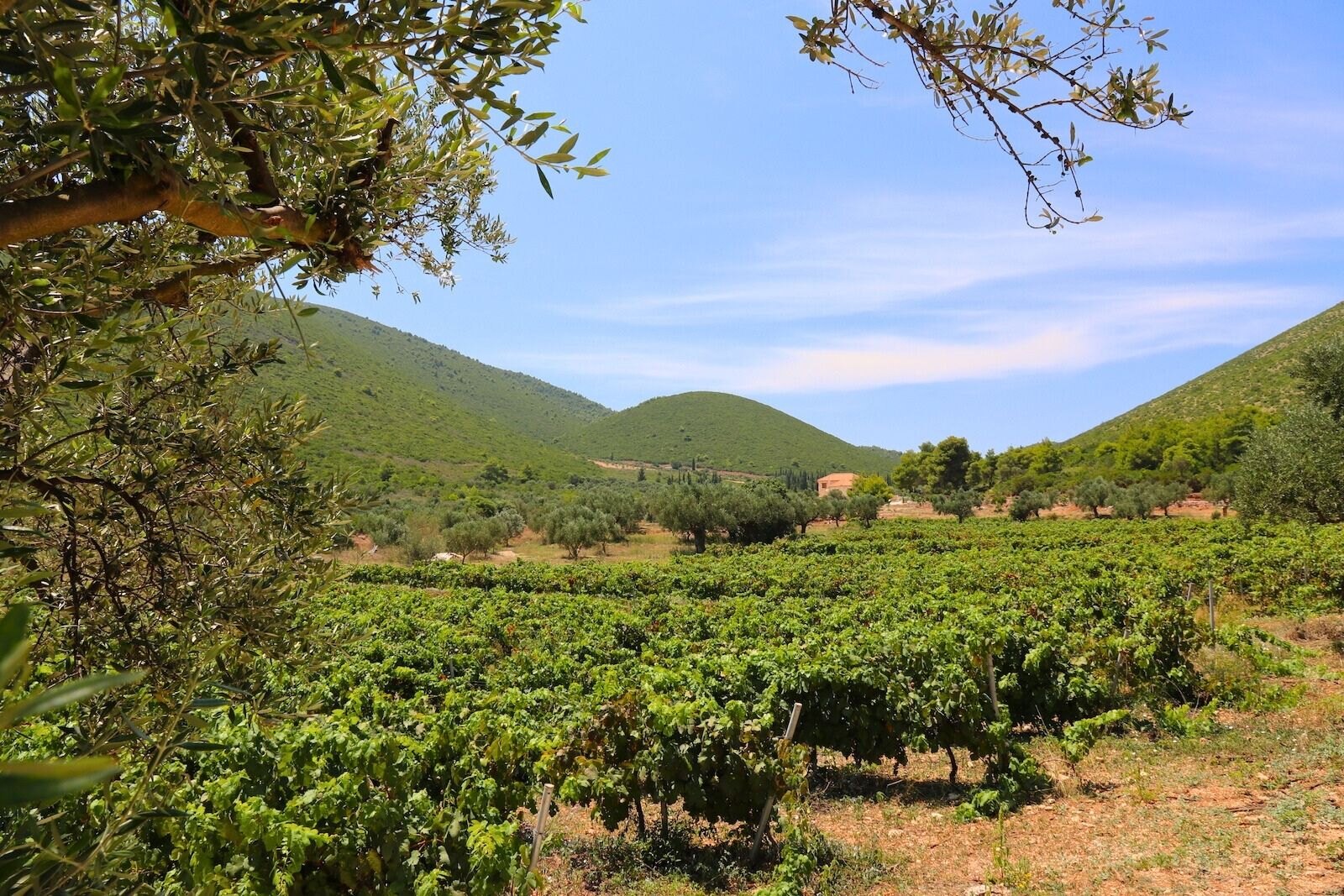 Art & Wine vineyards, Zakynthos island