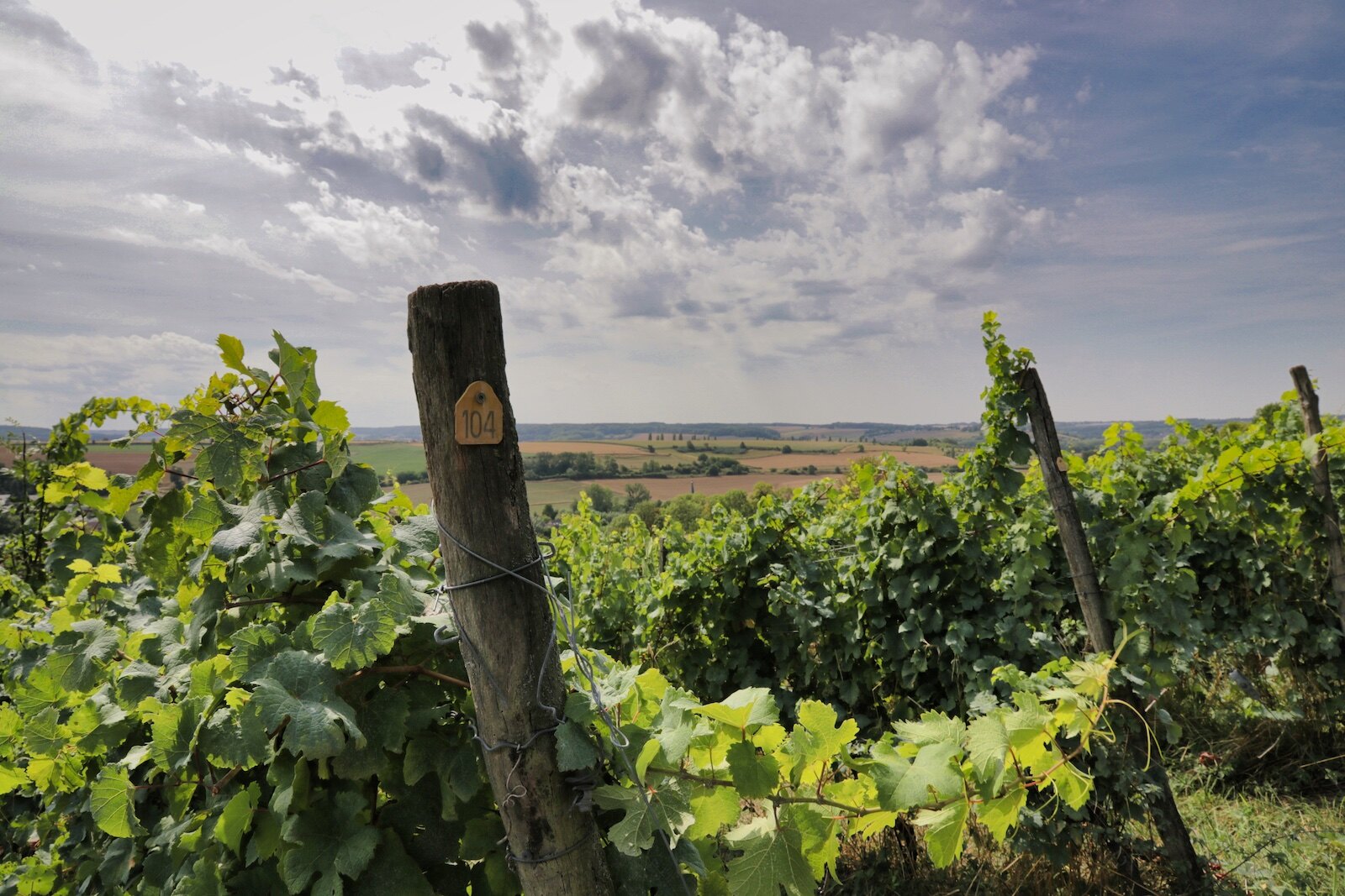 Vineyards of Dutch winery Domein Aldenborgh