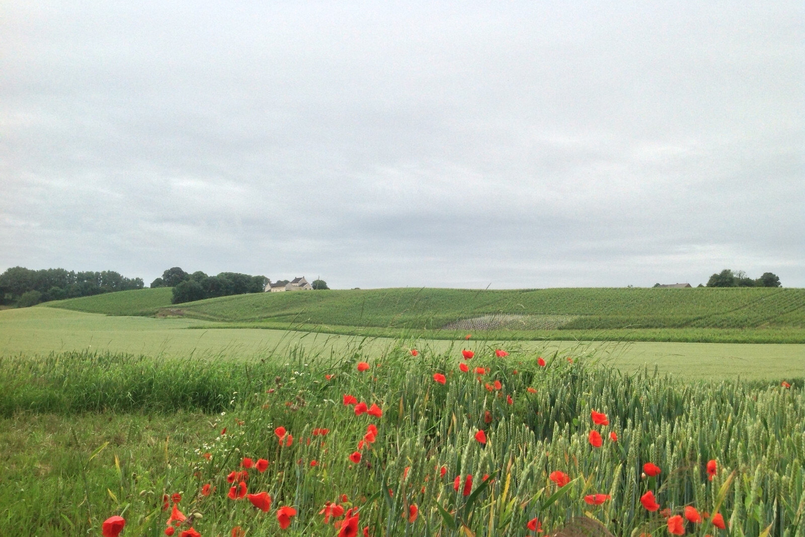 Vineyards of Apostelhoeve Wine Estate, located right outside Maastricht.