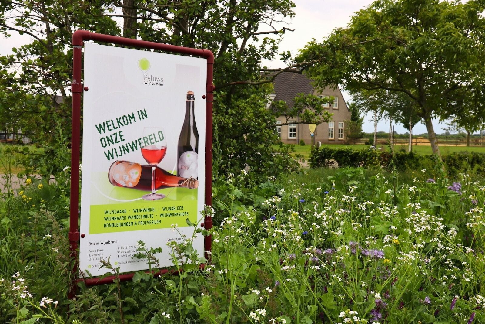 Dutch winery Betuws Wijndomein in Erichem