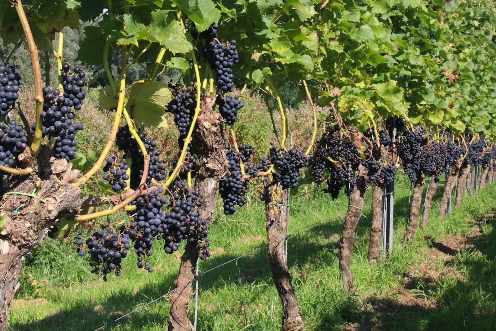 Cabernet Cortis grape variety at De Amsteltuin winery