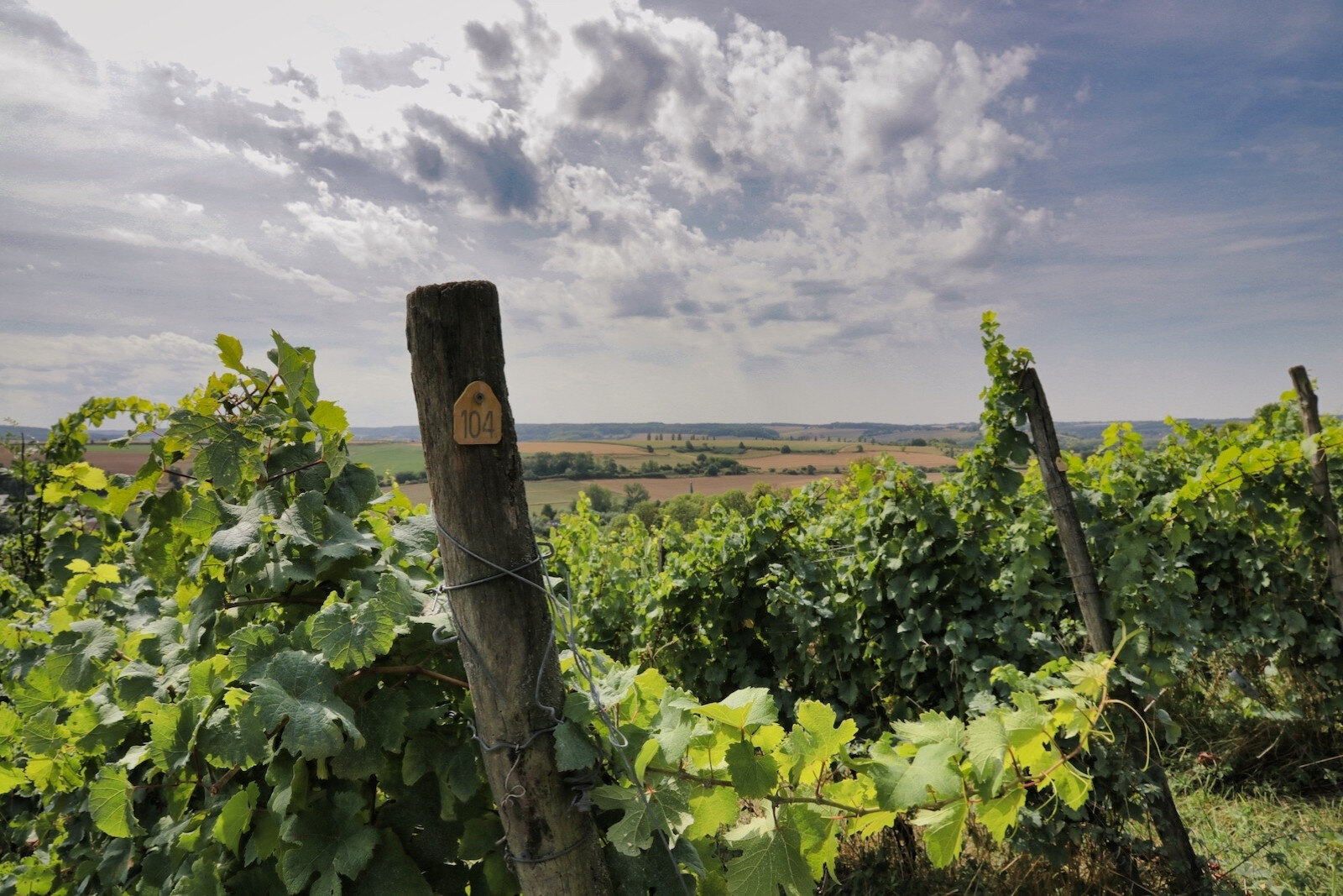 Vineyards of Dutch winery Domein Aldenborgh in the southern province of Limburg