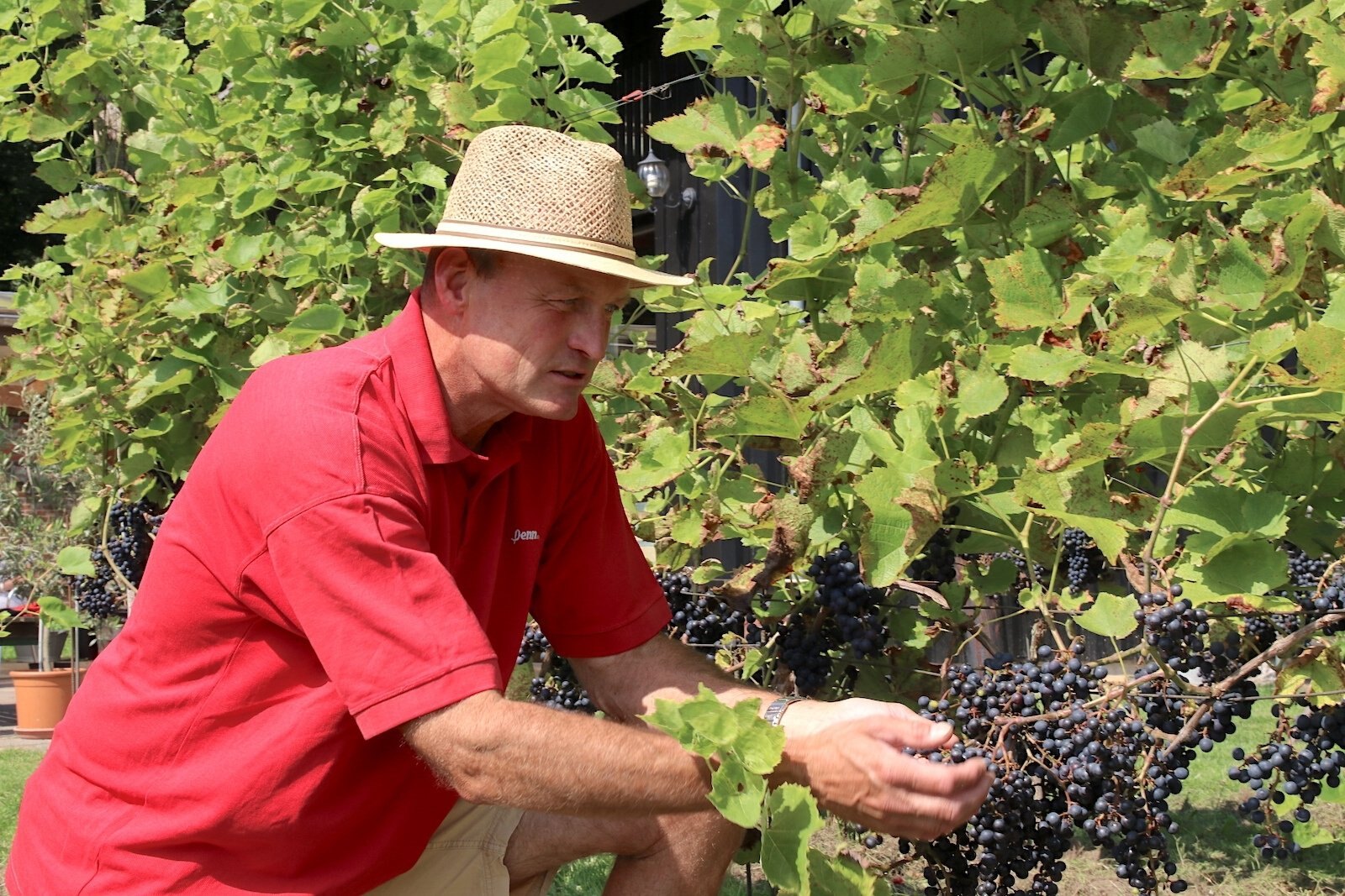 Dutch winemaker Youp Cretier of Domein Hof te Dieren