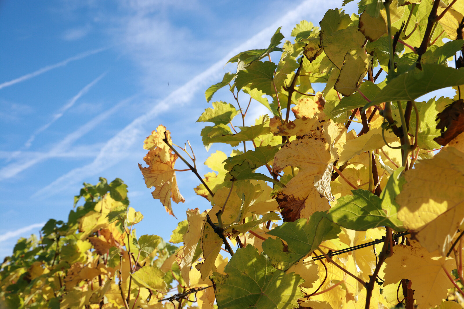 Vineyards of Domein Holset, a winery in the southern Dutch province of Limburg