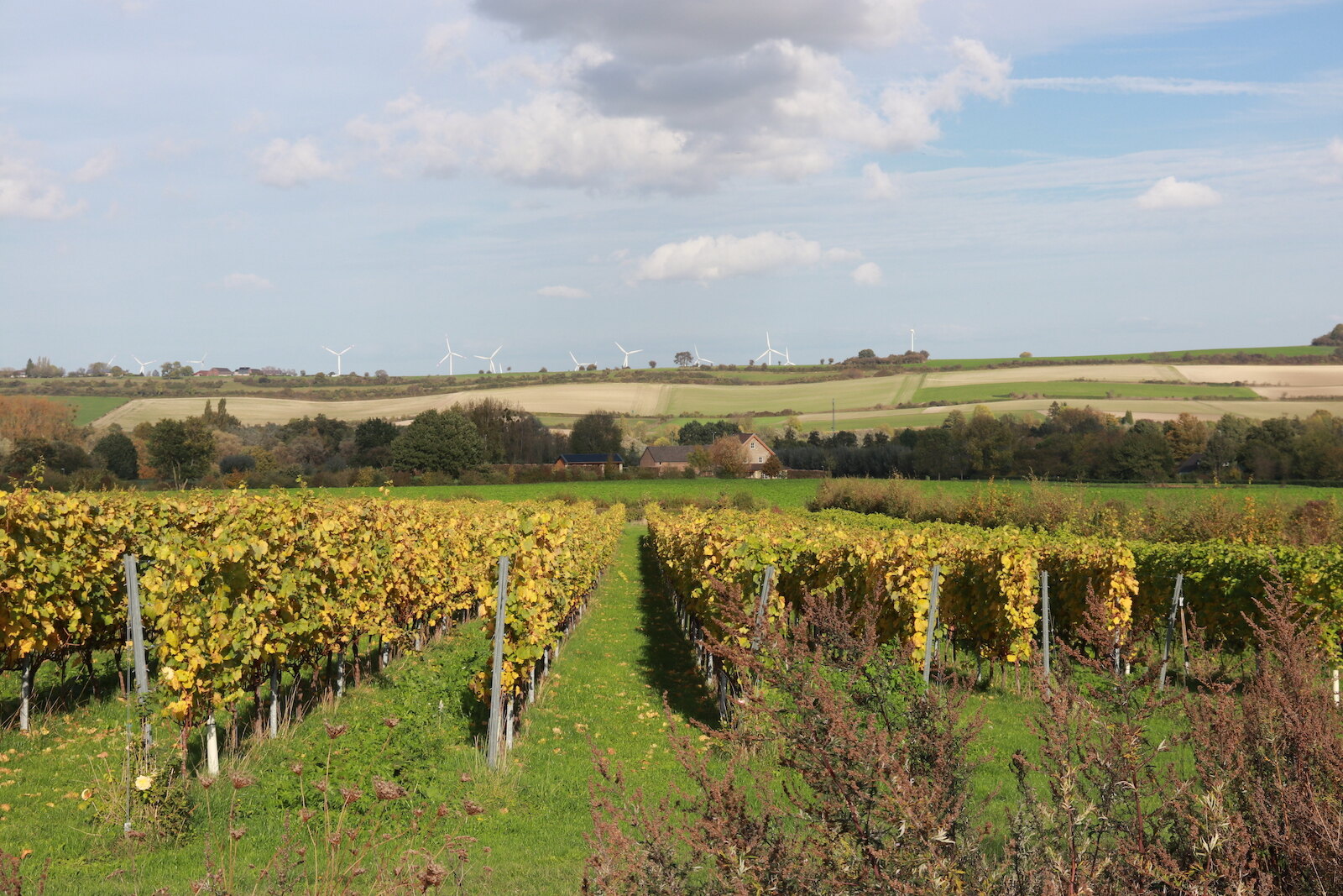 Vineyards of Domein Holset, overlooking the Limburg hills.