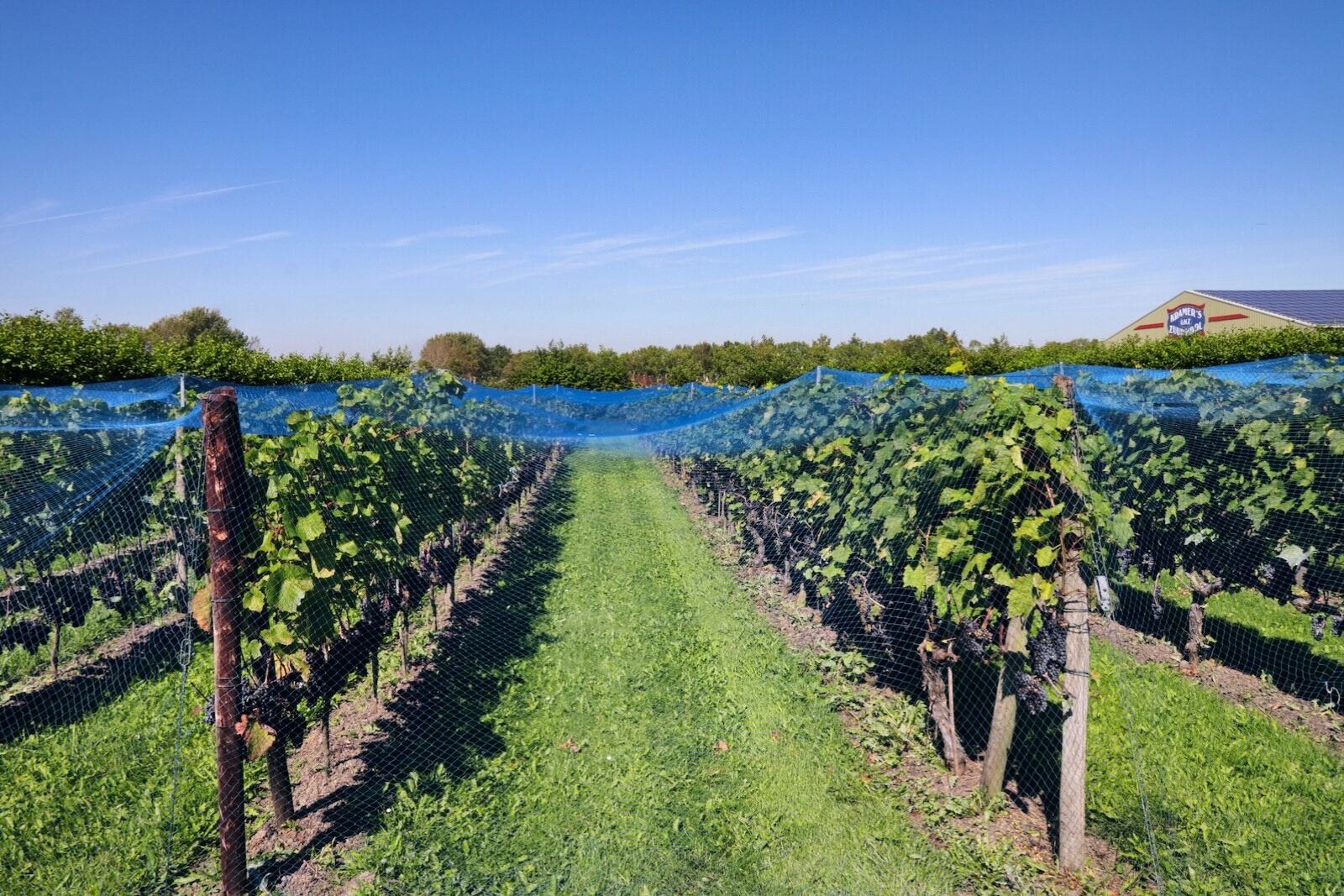 Vineyards of Wijndomein De Koen