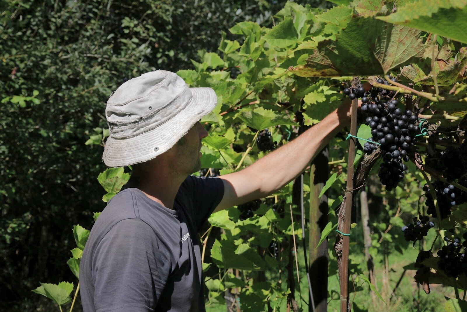 Dutch winemaker Ron Langeveld at work in the vineyards of Wijngaard Dassemus