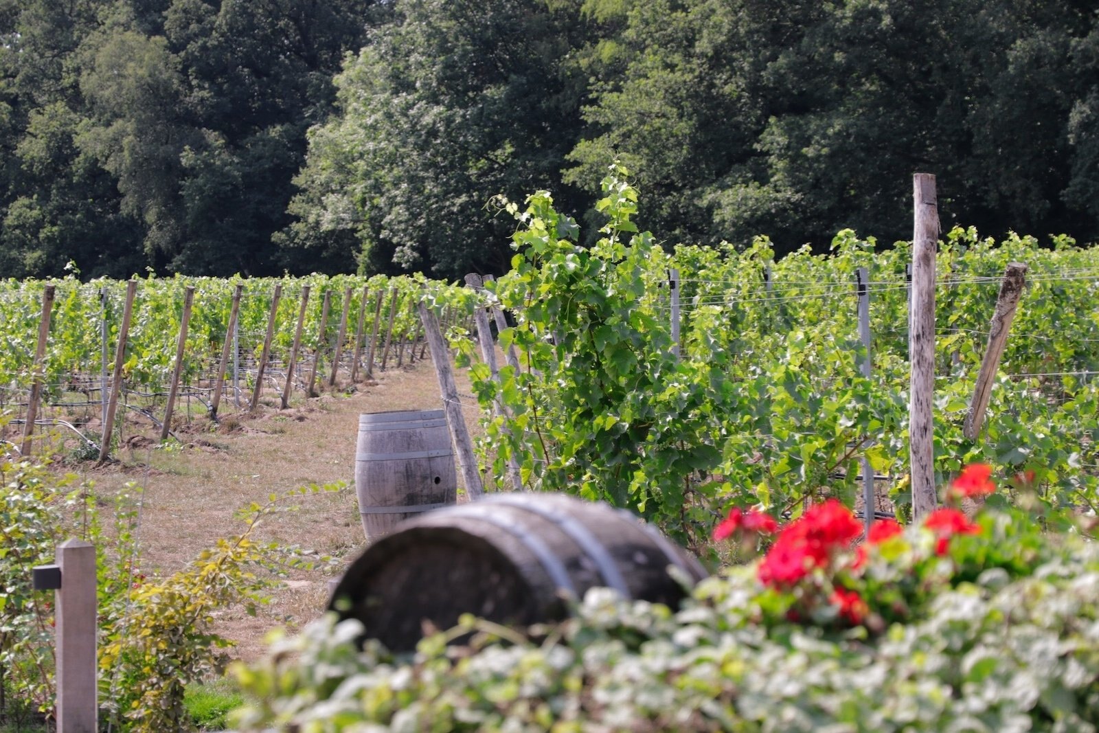 Vineyards of Wijngaard Hof van Twente in the village of Bentelo