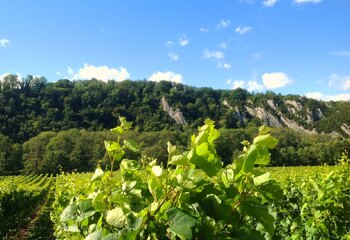 Vineyards of Château Bon Baron in the valley of the river Meuse