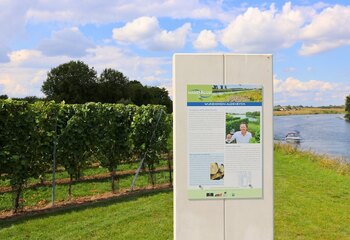 Wijngaarden van Wijndomein Aldeneyck langs de Maas