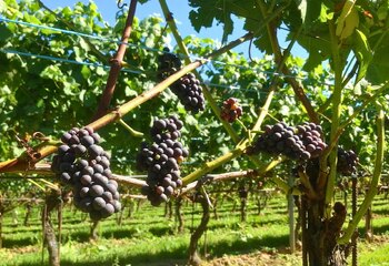 Pinot Noir grapes in the vineyards of Wine Castle Genoels-Elderen