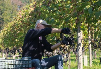 Hand picking grapes at Aan de Breede Beek winery