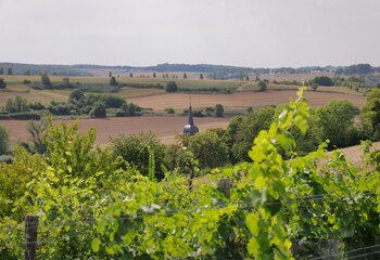 Wijngaarden van Domein Aldenborgh, met uitzicht op het dorpje Eys.