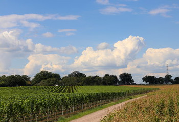 The vineyards of Belgian winery Wijndomein Aldeneyck