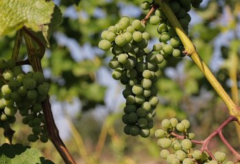Johanniter druiven bij Wijndomein Auansati