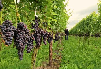 Dutch winery Betuws Wijndomein in Erichem