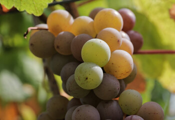 Pinot Gris druivenras bij Domein Aldenborgh in Zuid-Limburg 