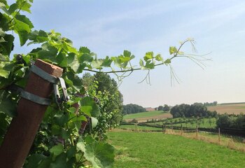 Vineyards of winery De Wijngaardsberg in Mergelland, South-Limburg