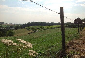 Vineyards of winery De Wijngaardsberg in Ulestraten