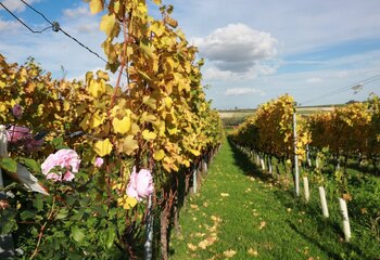 Dutch winery Domein Holset in the village of Lemiers