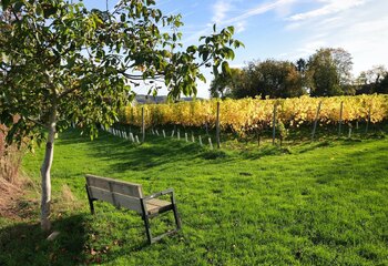 Romantic spot overlooking the vineyards of Domein Holset in Limburg