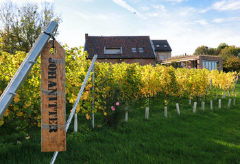 Johanniter grape variety in the vineyards of Domein Holset