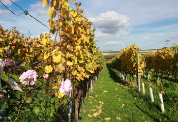 Rose bushes in the vineyards of Domien Holset