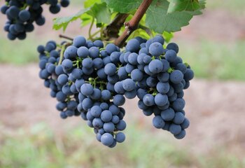 Bunch of grapes in the vineyards of winery Hof van Twente