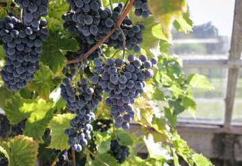 Grape bunches in the old greenhouse at Wijngaard Saalhof