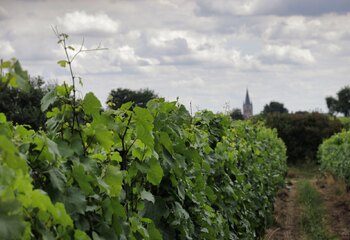 Vineyards of Wijngoed Thorn