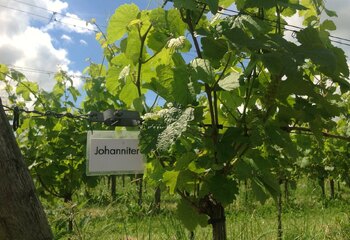 Johanniter vines at Dutch winery Wijnboerderij t Heekenbroek