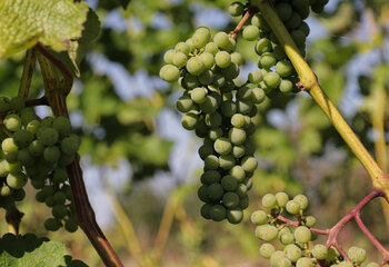 Johanniter grape variety at Wijndomein Auansati in the Betuwe region