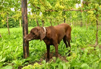 Also winery Betuws Wijndomein can\'t do without a dog