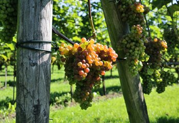 Souvignier Gris grape variety at Wijndomein De Koen